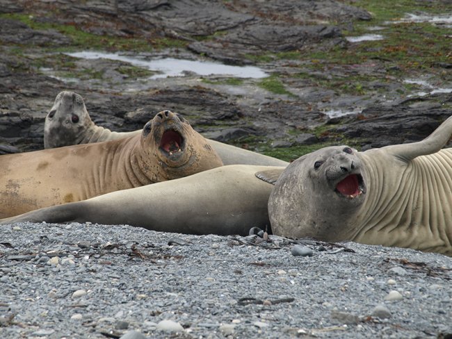 ../../Pictures/241209/121 Seeelefanten.JPG